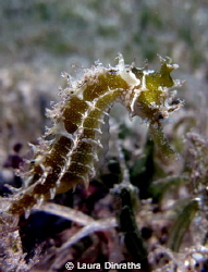 Thorny seahorse hiding in the seagrass meadow by Laura Dinraths 